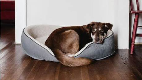 Deluxe Mattress Dog Bed - Ultra plush